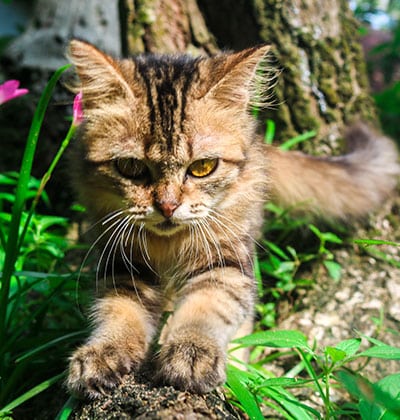 Urgent Care Vet near Rancho Santa Margarita, CA animal urgent care urgent pet care pet check urgent care urgent veterinary care