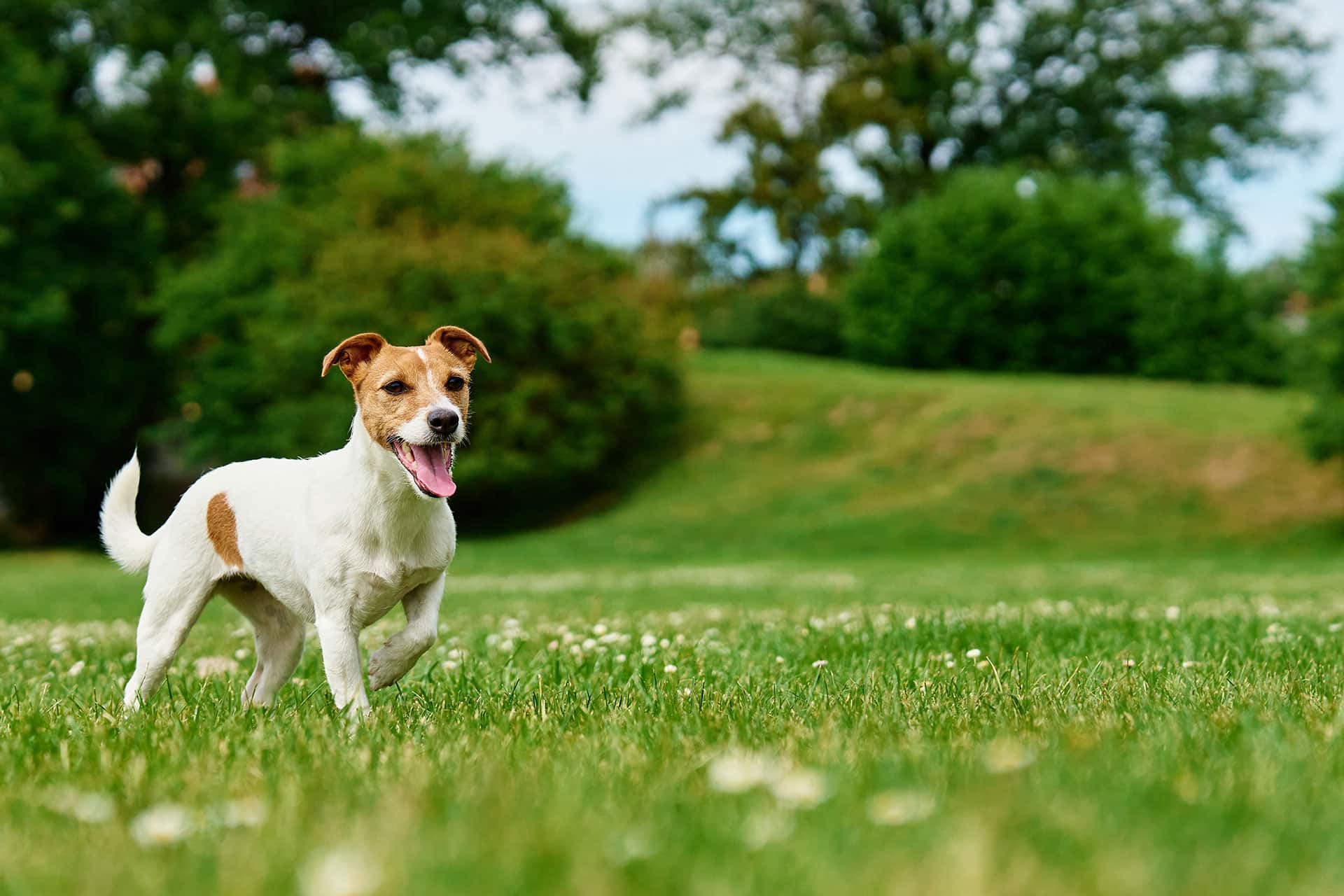 A small dog with white fur and brown patches stands attentively on a vibrant green field, tongue out and ears perked, surrounded by lush greenery and trees in the background on a sunny day, ready for his next visit to the vet.