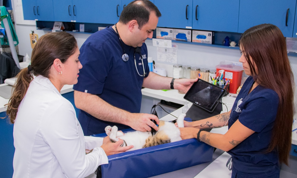 Three veterinary professionals in scrubs and lab coats examine a cat lying on its back on a padded blue table. One vet holds the cat's paws, another uses an instrument on its abdomen, and the third is focused on the cat's head. Blue cabinets are in the background.