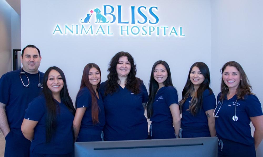 A group of seven veterinarians in blue scrubs stands behind a reception desk at Bliss Animal Hospital. They are smiling and looking at the camera, exuding warmth and professionalism. The hospital logo is visible on the wall behind them.