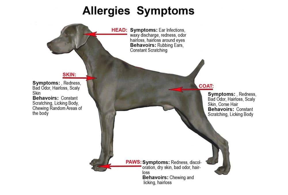 Diagram of dog allergy symptoms including itchy skin, ear infections, and hair loss.