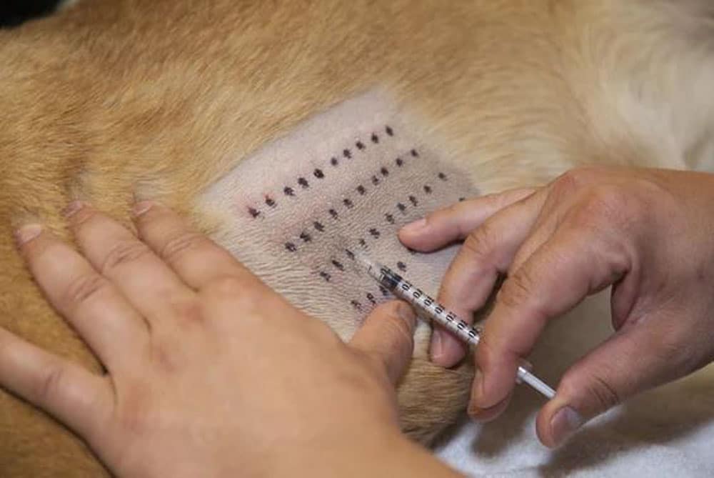 A close-up of a person performing an allergy test on a dog. The dog's fur has been shaved in a rectangular area marked with small black dots. The person is using a syringe to apply the test.