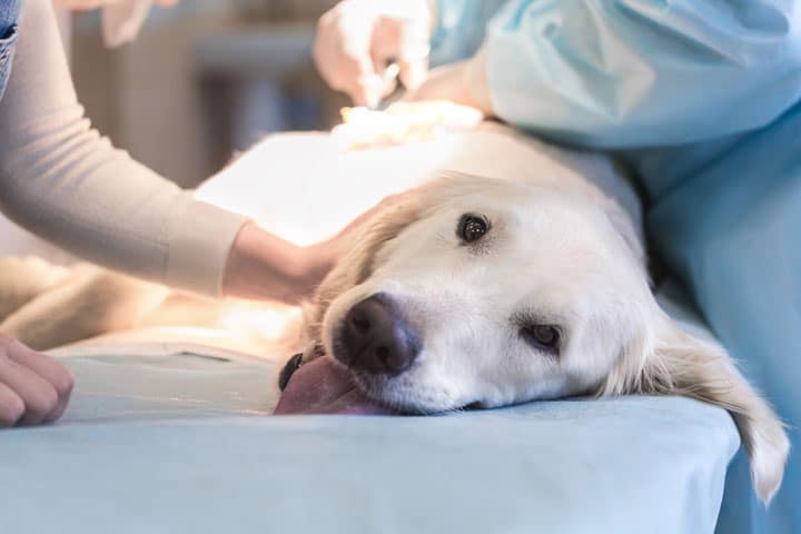 A golden retriever lies on an examination table, looking relaxed. Two people, wearing medical scrubs and gloves, are attending to the dog, possibly performing a veterinary procedure. The dog's tongue is slightly out.