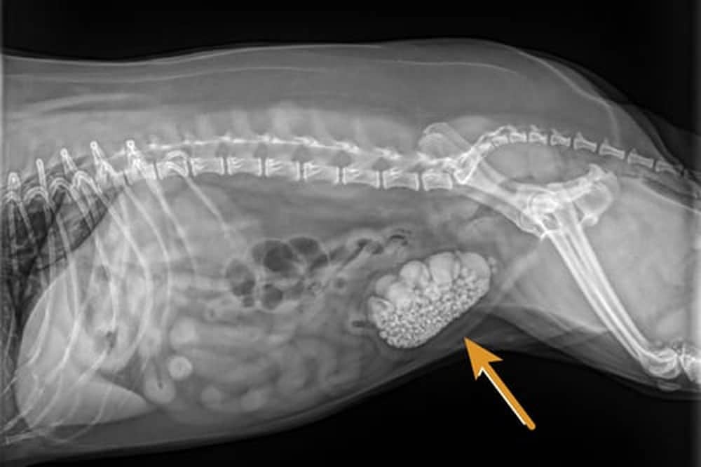 X-ray of a dog's abdomen and spine, showing skeletal structure and organs. An orange arrow points to a distinct round, textured mass in the digestive area.