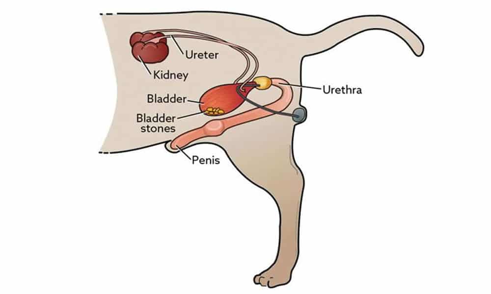 Illustration of a dog's urinary system showing labeled parts: kidney, ureter, bladder, bladder stones, penis, and urethra. The bladder shows stones, indicating a possible medical condition.