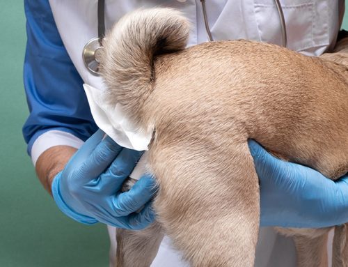 Dog Anal Glands Care  Orange County