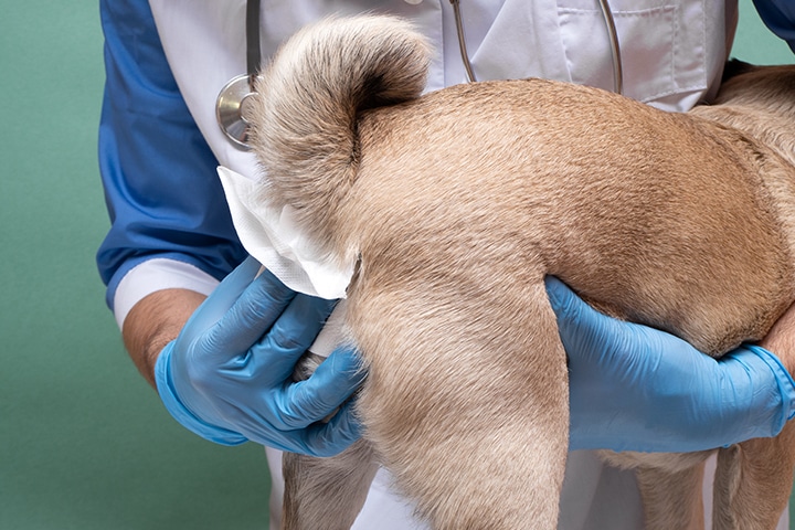 A veterinarian wearing blue gloves and a lab coat is cleaning a dog's rear with a tissue. The dog has light brown fur and its tail is curled. The background is a muted green color.