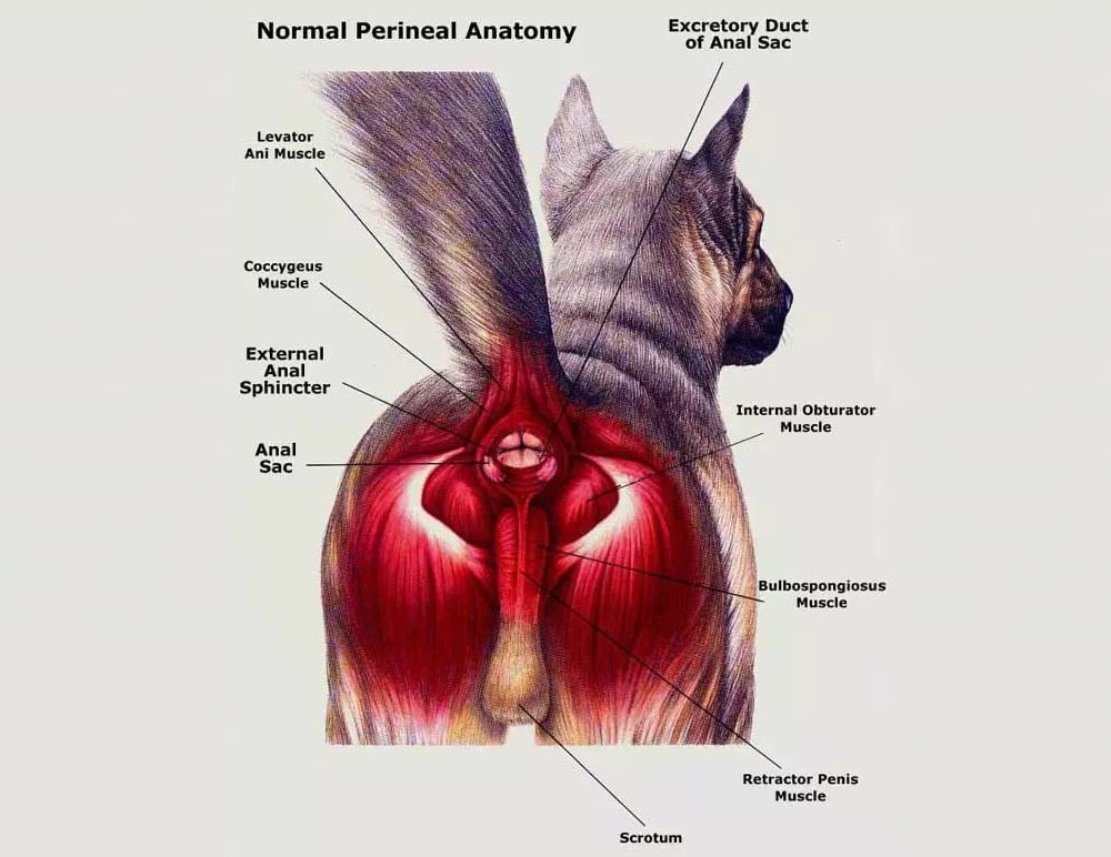 Everything You Need To Know About Canine Anal Glands
