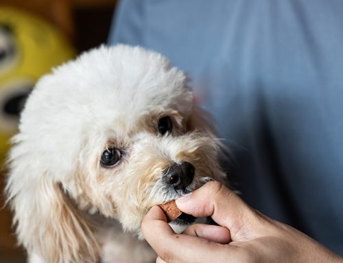 Heartworm in Dogs South Orange County