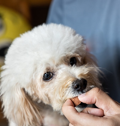 A small, fluffy white dog is being fed a treat by a person, capturing the perfect blog-worthy moment. The dog's eyes are keenly focused on the treat, highlighting its interest. A slightly blurred background accentuates the charming interaction between the dog and its human friend.