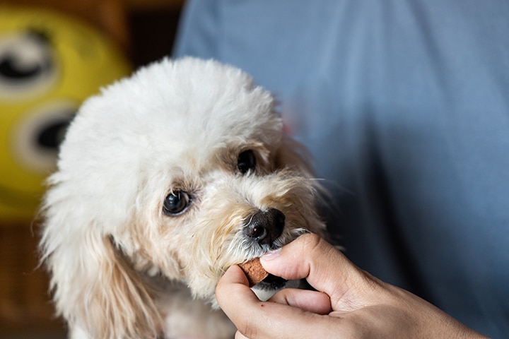 A fluffy white dog is gently taking a treat from a person's hand. The background is slightly blurred, showing part of a yellow smiley face object and someone wearing a blue shirt.