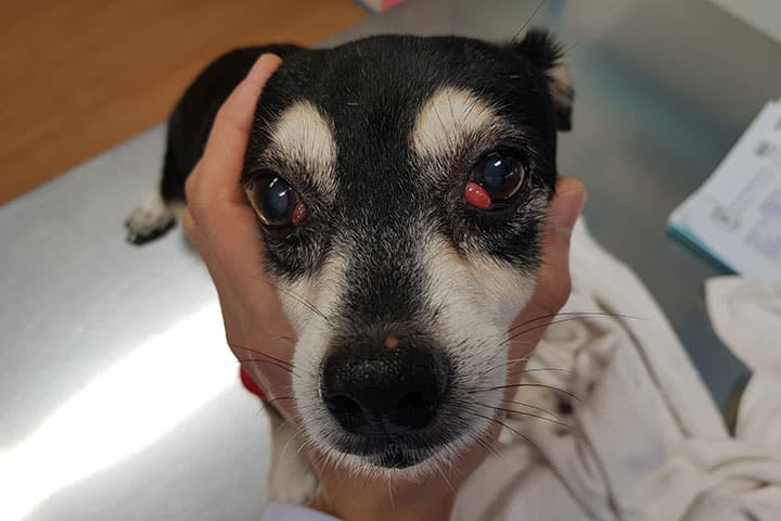 A close-up of a small dog with two red, swollen eyes. A person's hand gently holds the dog's head, showing concern. The setting appears to be a veterinary examination table with a towel and papers nearby.