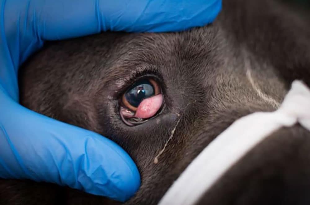 Close-up of a dog's eye being gently lifted by a gloved hand. The eye shows signs of redness and irritation. The dog's face is partially visible with a white band across its snout.