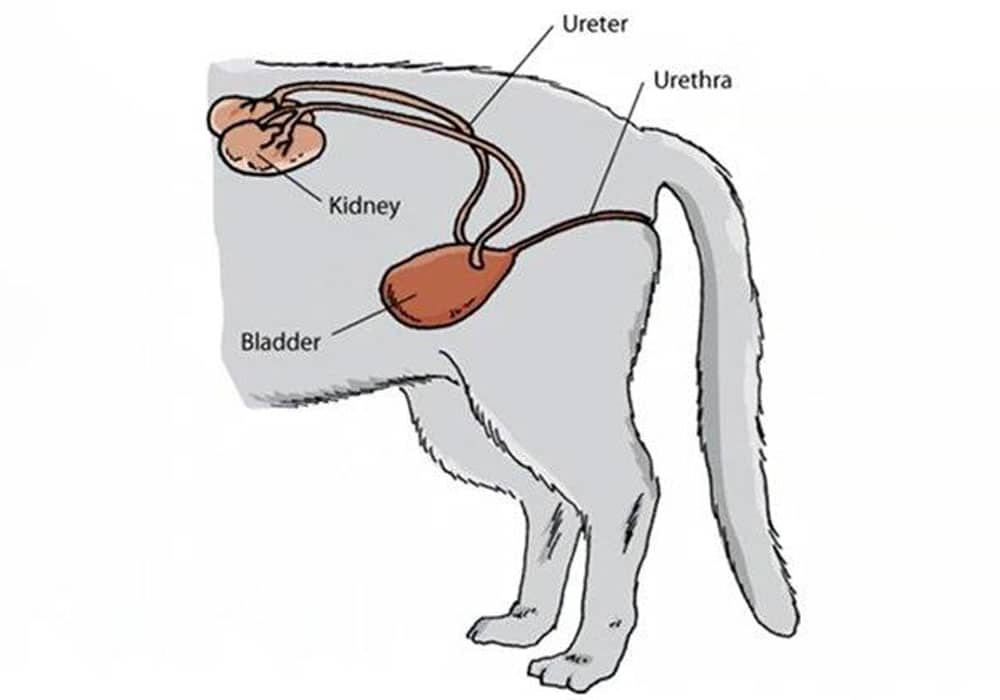 Diagram of a cat's urinary system, showing kidneys, ureters, bladder, and urethra. The kidneys are connected to the bladder via ureters, and the bladder is connected to the outside by the urethra.