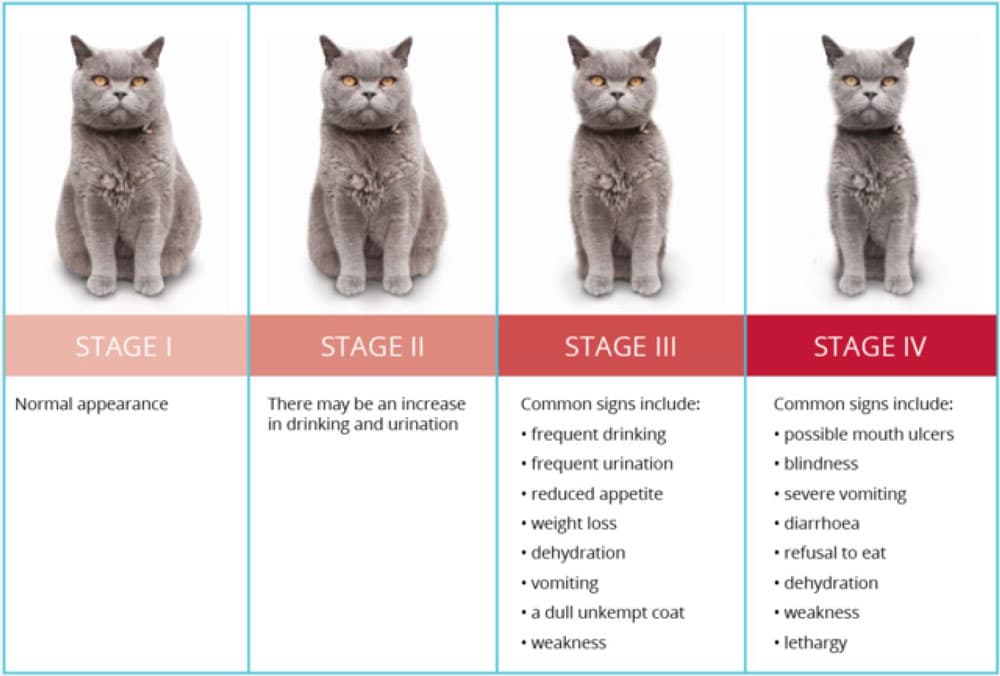 Four stages of cat health are shown, ranging from normal appearance to various symptoms. Stage I shows a healthy cat, while Stages II to IV list increasing symptoms like frequent urination, dehydration, vomiting, and lethargy.