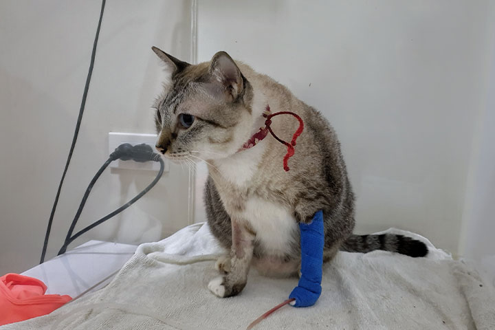 A cat with light brown and white fur sits on a towel. It has a red band around its neck and a blue bandage on its front left leg, with an IV line attached. The background is a white wall with a power outlet visible.