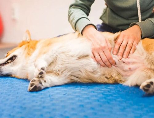 Bloat in Dogs GDV Surgery Orange County, CA