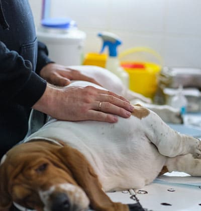 Veterinarian performing a dog C-section surgery at a pet hospital in Orange County, CA