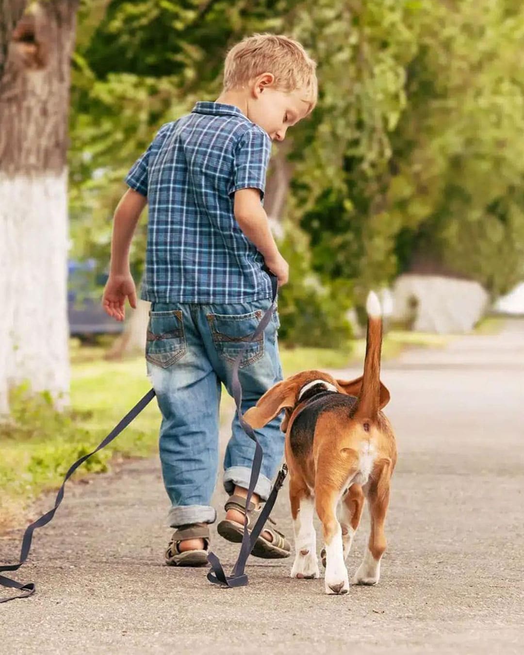 A young boy in a blue plaid shirt and jeans walks a beagle on a leash down a tree-lined path, both seen from behind. The scene is outdoors and peaceful.