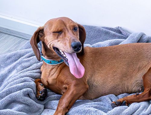 Eye Removal Enucleation Surgery Dog Orange County CA