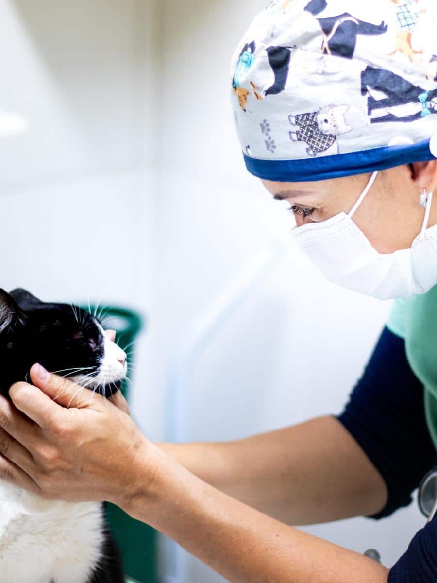 A veterinarian wearing a mask and a cap with animal prints gently holds and examines a black and white cat in a clinical setting.