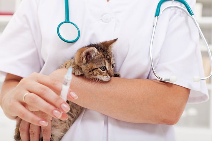 A veterinarian wearing a white coat holds a small kitten in one arm while preparing a syringe for an injection, possibly to treat hyperthyroidism in cats. A stethoscope hangs around the veterinarian's neck.