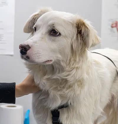 A white dog with light brown ears and a harness stands indoors, looking to the left. A person's hand gently rests on the dog's neck. The blurred background features some papers and objects, creating a cozy blog-worthy scene.