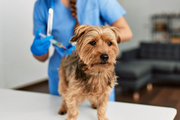 A small brown dog stands on an exam table while a veterinarian in blue scrubs and gloves prepares a syringe in the background.