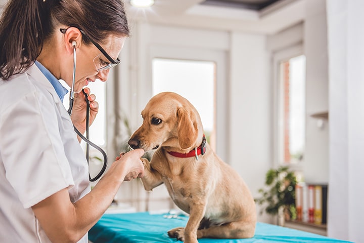 A veterinarian uses a stethoscope to examine a small brown dog wearing a red collar on an examination table in a bright, modern clinic.