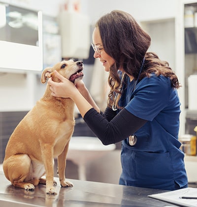 A veterinarian wearing blue scrubs gently holds a small brown dog’s face while smiling at it in a veterinary clinic exam room, perfect for a blog about compassionate pet care. The dog sits on a metal table and looks up at the vet.