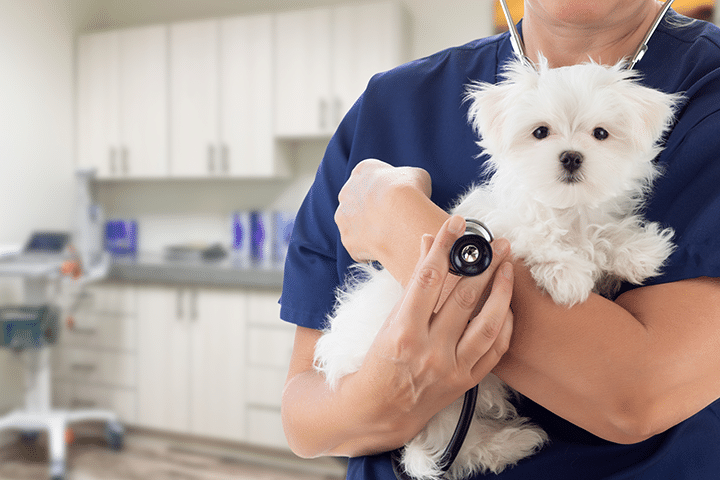 A veterinarian in blue scrubs holds a small white dog while using a stethoscope to check its heartbeat in a bright veterinary clinic exam room.