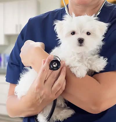 A veterinarian in blue scrubs holds a small, fluffy white puppy while listening to its chest with a stethoscope in a clinical setting for a blog feature.