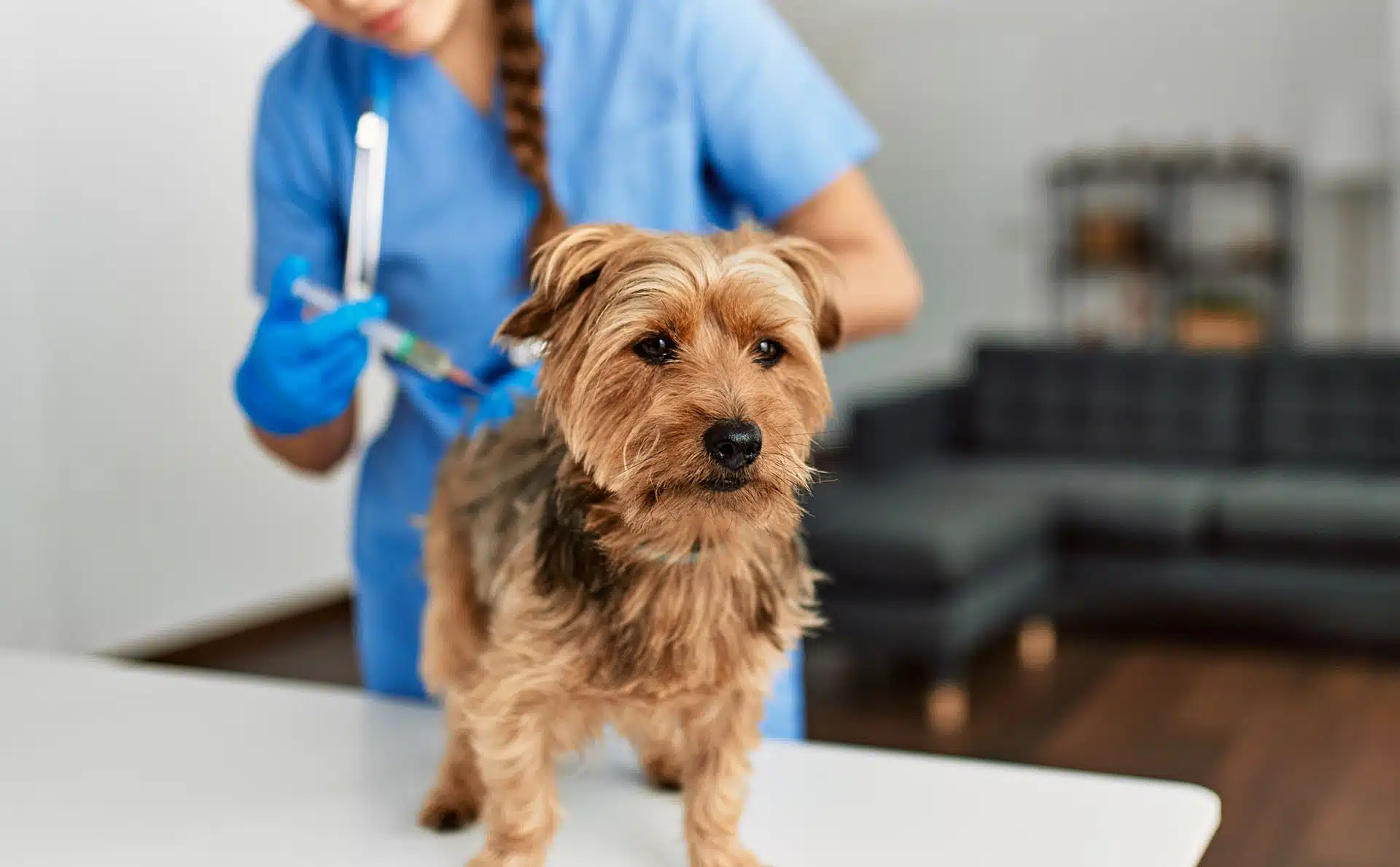A small brown dog stands on a veterinary exam table while a veterinarian in blue scrubs and gloves gives it an injection in the back. The background shows a modern, blurred-out office setting.