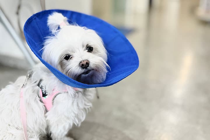 A small white dog with fluffy fur wears a blue cone collar and a pink harness, standing indoors on a light-colored floor. The dog looks toward the camera with a slightly tilted head.