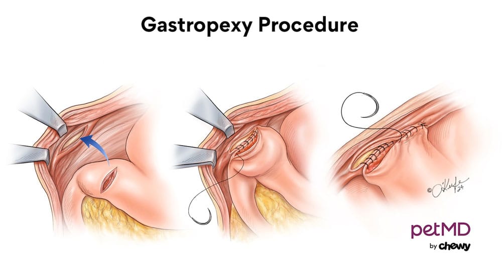 Illustration showing three steps of a gastropexy procedure: an incision in the stomach wall, suturing the stomach to the abdominal wall, and the completed attachment with sutures. Text reads "Gastropexy Procedure.