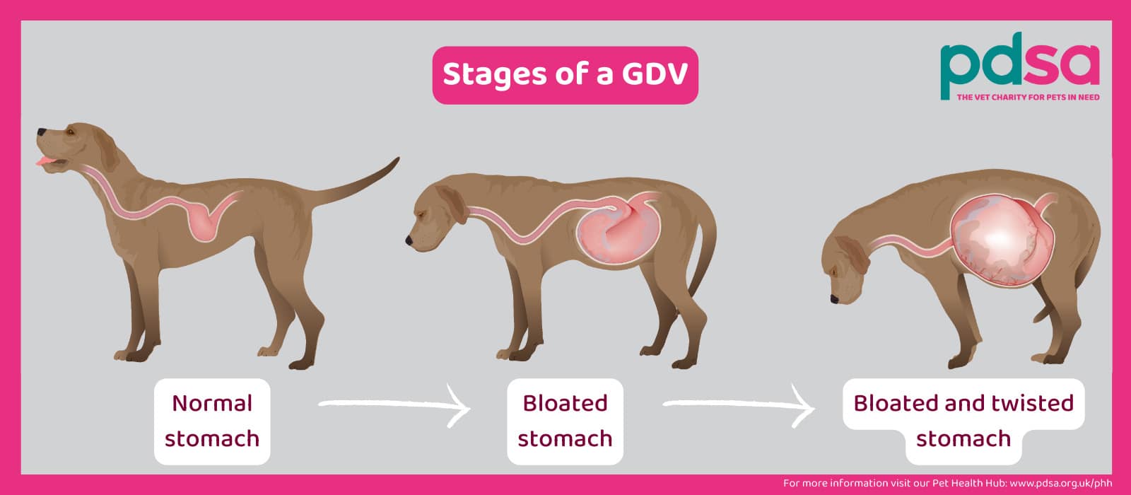 Illustration showing the stages of GDV in dogs: first with a normal stomach, then a bloated stomach, and finally a bloated and twisted stomach, with arrows indicating progression.