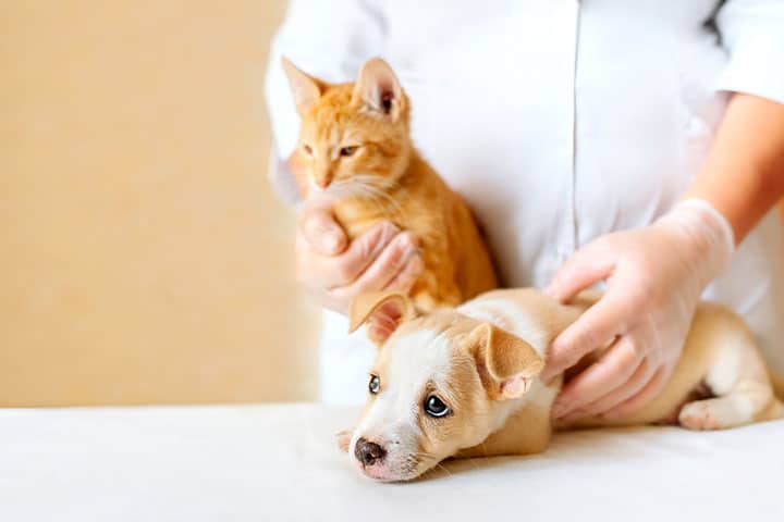 A person wearing white gloves gently holds an orange kitten and a light brown and white puppy, both on a white table, against a plain background.