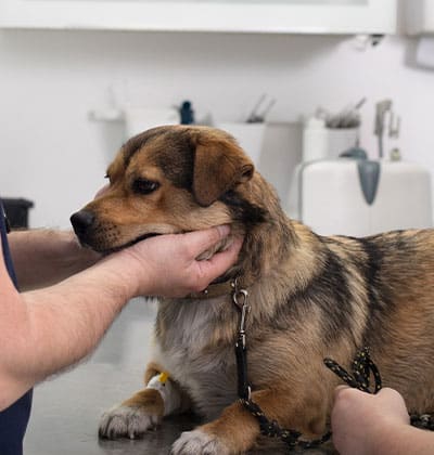 A brown and black dog with a leash sits on a metal table while a person gently holds its head and another person’s hands are visible, likely during a veterinary exam for a blog photo.