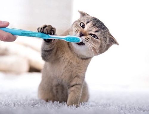 Why Pets Need Anesthesia for Dental Cleanings Orange County, CA