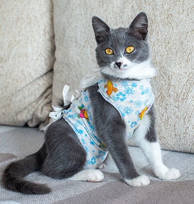 A gray and white cat with yellow eyes sits on a couch, wearing a light blue shirt with floral and butterfly patterns—a picture-perfect moment for any blog.