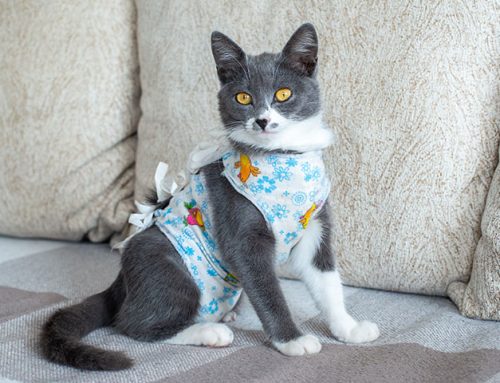 Cat Spay and Neuter Myths Debunked
