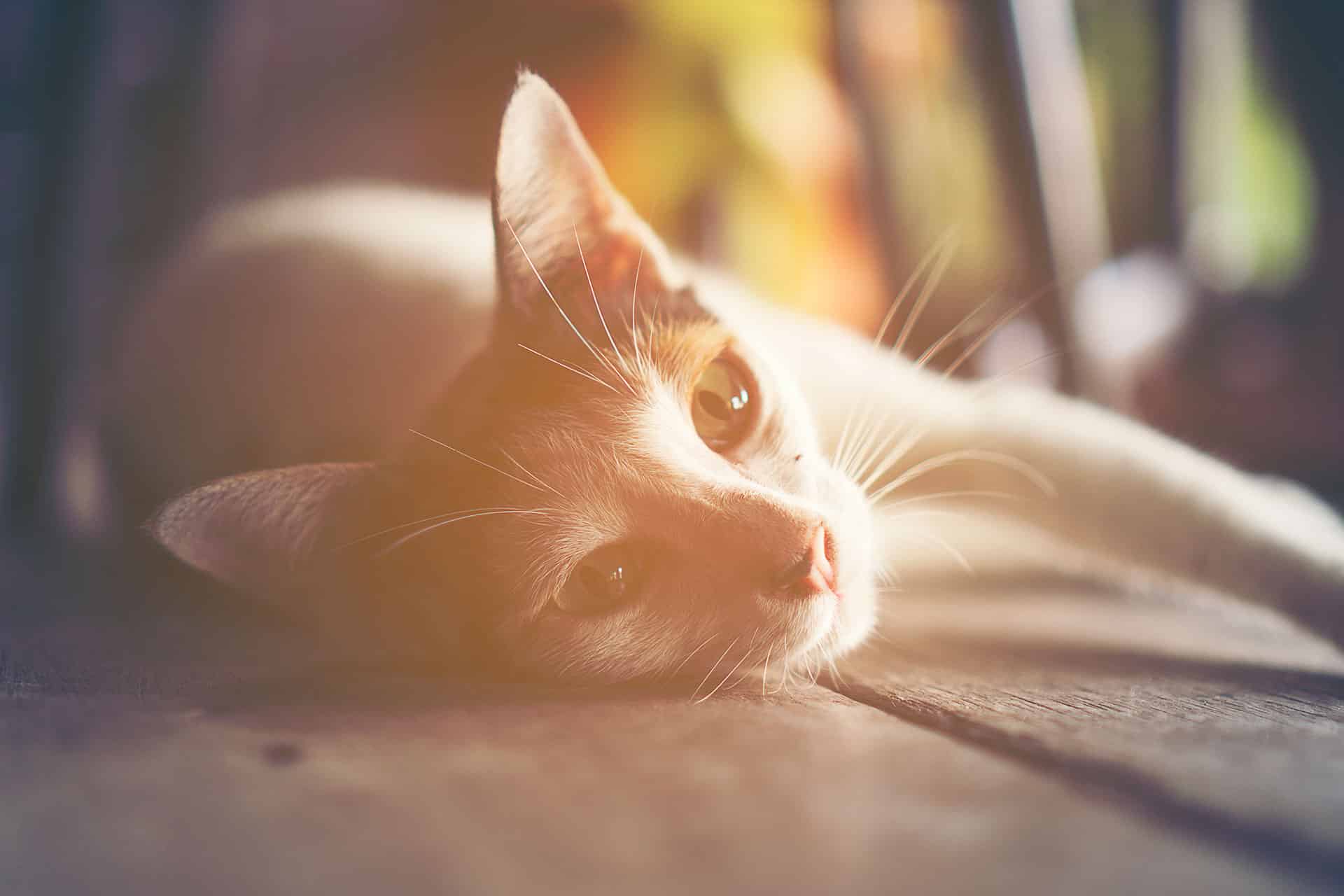 A close-up of a cat lying on its side on a wooden floor, looking calmly at the camera with soft, natural light and a warm, blurred background.