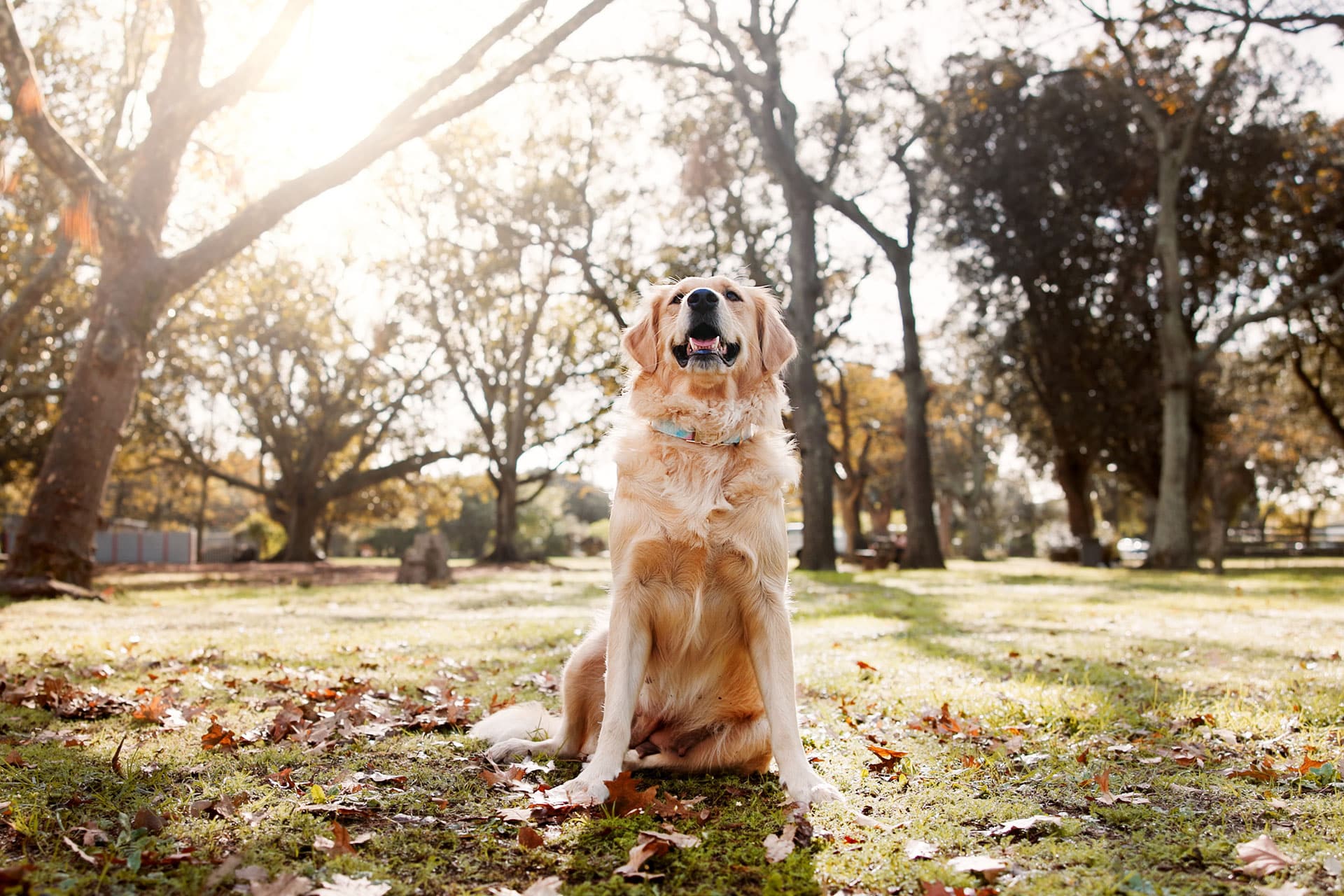 A golden retriever sits happily on grass in a sunlit park, surrounded by trees and fallen leaves, with sunlight streaming through the branches.