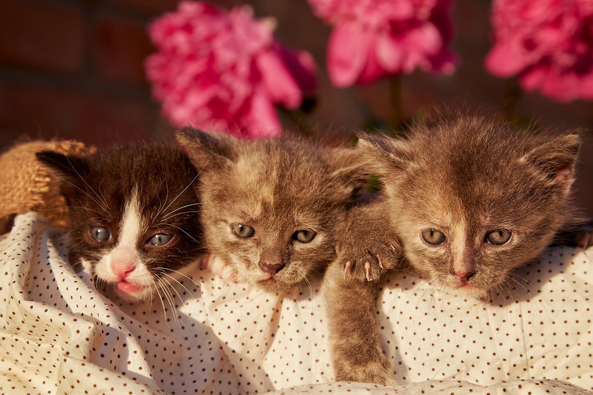 Three kittens cuddle together on a white polka-dot blanket with pink flowers and a brick wall blurred in the background. The kittens have different fur colors and are looking toward the camera.