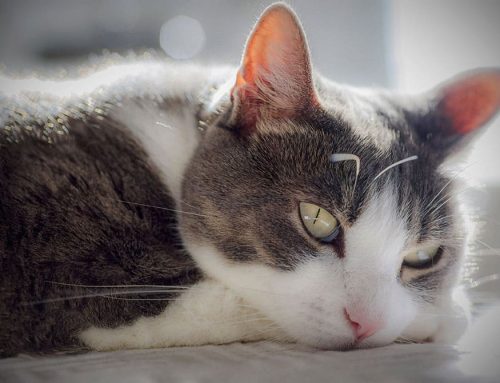 What to Expect After Cat Spay or Neuter Surgery