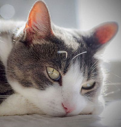 A close-up of a gray and white cat lying down, resting its head on a surface, with a relaxed and slightly sleepy expression. Sunlight softly illuminates the cat’s face—perfect for a cozy blog post about peaceful moments with pets.
