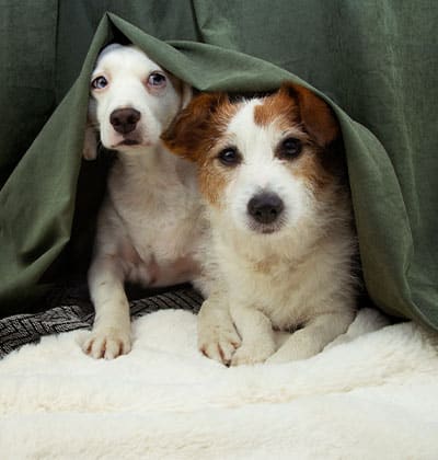 Two small dogs lie side by side under a green blanket on a soft white surface, looking out with relaxed and curious expressions—perfect for a cozy pet blog feature.