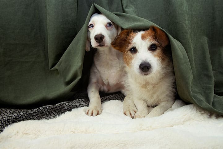Two small dogs lie on a soft, white blanket, peeking out from under a green blanket or curtain. One dog is white, and the other has brown and white fur. They look alert and cozy.