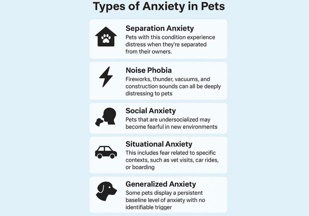 Infographic from Bliss Animal Hospital showing five types of pet anxiety: Separation Anxiety, Noise Phobia, Social Anxiety, Situational Anxiety, and Generalized Anxiety. Each type includes a brief description and icon, with a soft blue background and pet-themed visuals.