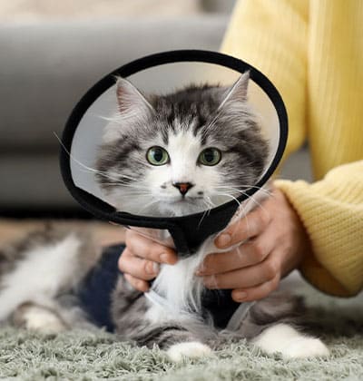 A fluffy gray and white cat wearing a protective cone collar is lying on a carpet while a person in a yellow sweater, perhaps writing their latest blog, gently holds it.